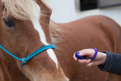 cheval et utilisation du clicker