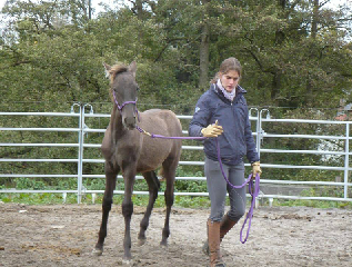 "Poulains & jeunes chevaux" 