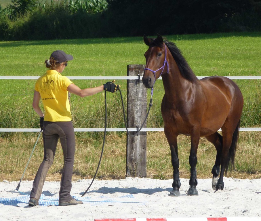Corde De Travail Au Sol Pour Cheval – Longueur 6,90 M, Diamètre 15 Mm – Avec Mousqueton – Polypropylène Doux Et Adhérent – Couleur Orange