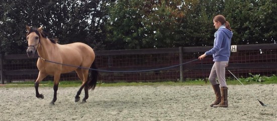 débourrage equi-claire Bonita longe