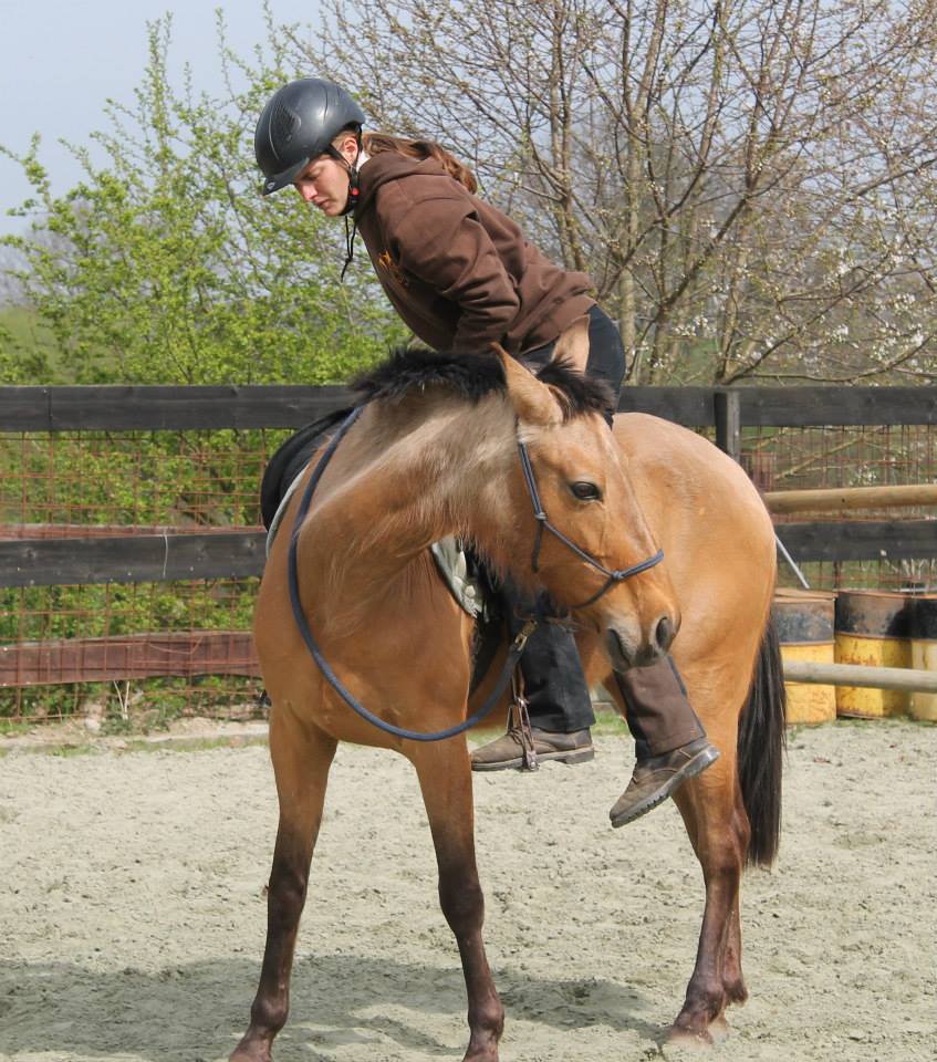 débourrage jeune cheval