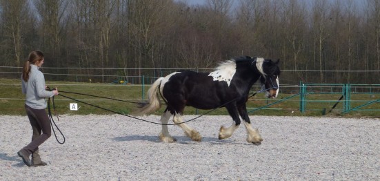 equi-claire longues rênes longues rênes au licol