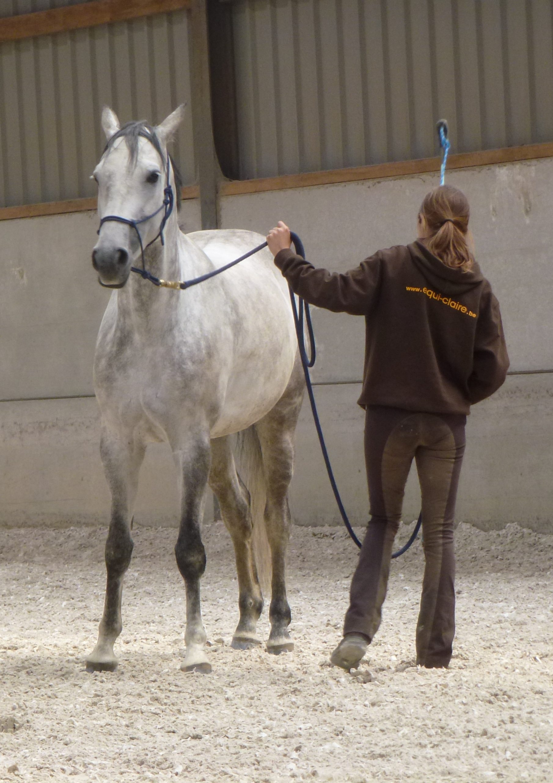 Claire travaille au sol une jument grise