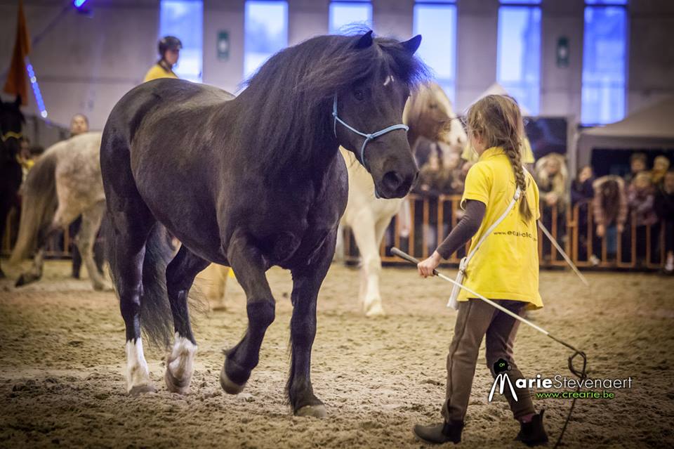 concours equifeel 28-08-2016