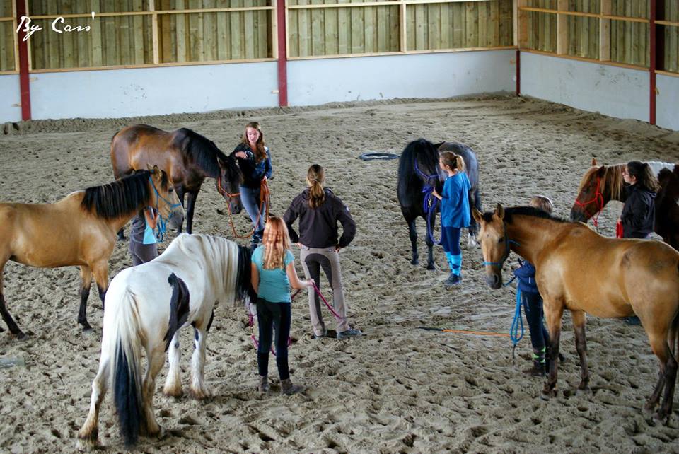 groupe de personnes et de chevaux réunis en cercle lors du stage de travail au sol