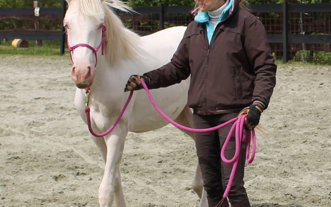 Initiation au travail au sol « spécial poulain »