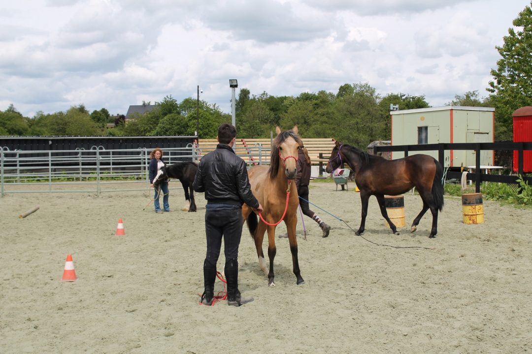 Stage d'équitation éthologique : initiation au travail au sol pour les