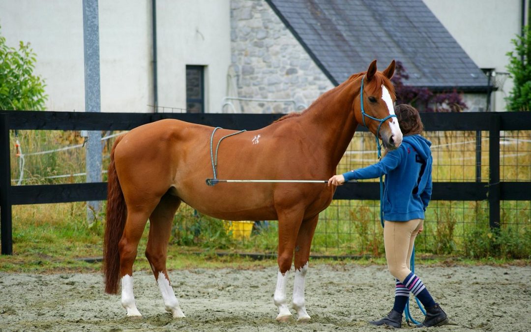 Stage d&rsquo;équitation éthologique au sol et monté