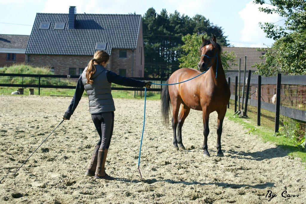 Comment bien choisir son matériel pour débuter en équitation éthologique ?  - Horse and Ropes