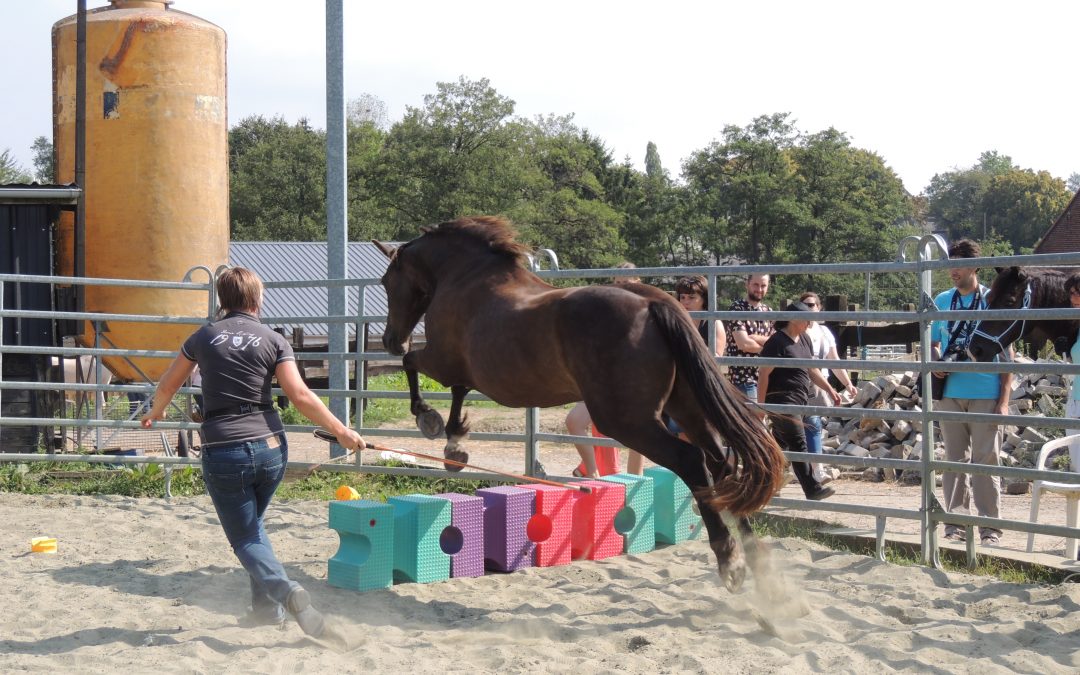 Concours Equifeel 2016