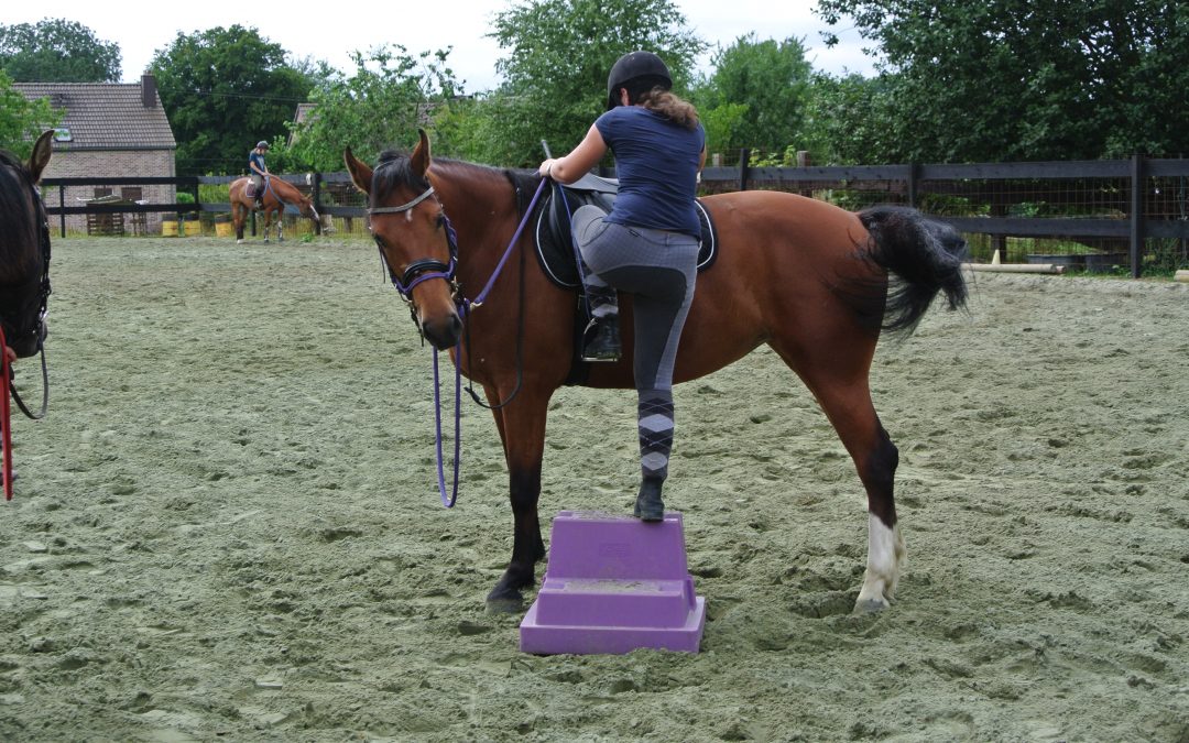 Stage débourrage à l&rsquo;équitation éthologique