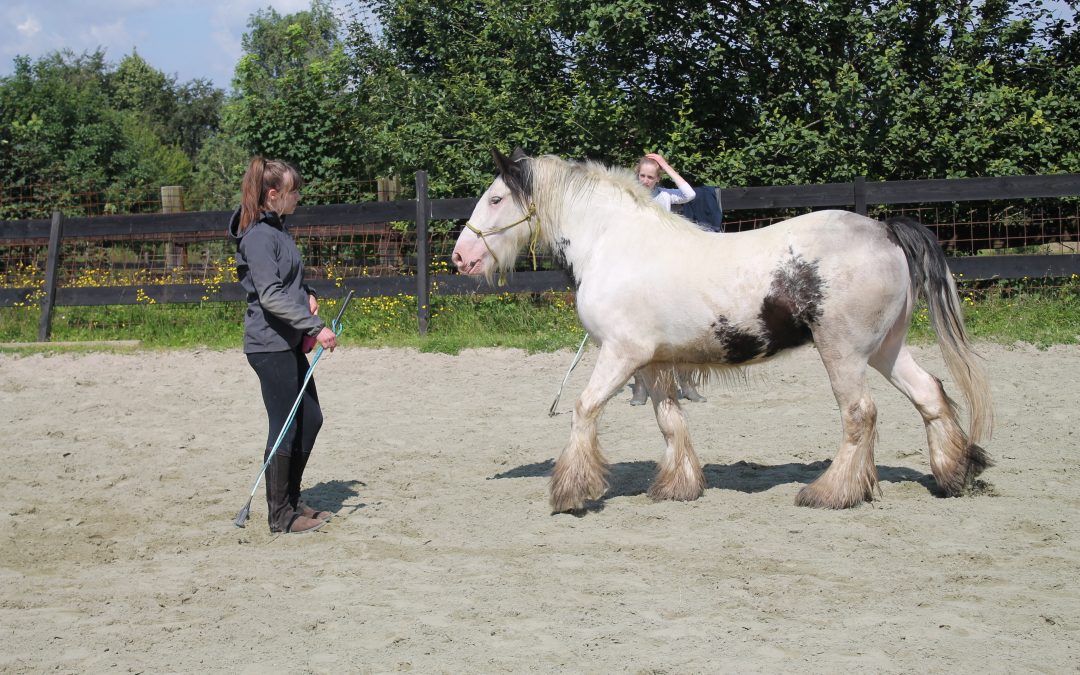 Stage clicker-training, liberté, travail au sol