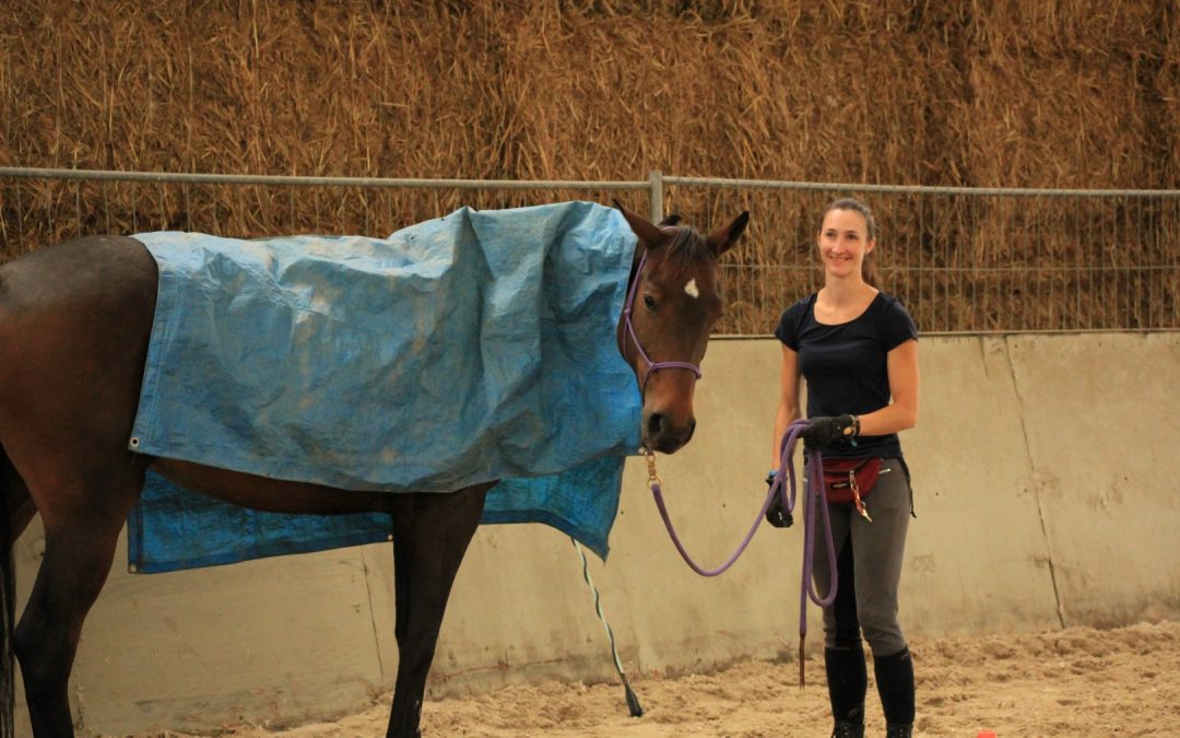 Stage d&rsquo;initiation à l&rsquo;équitation éthologique au sol