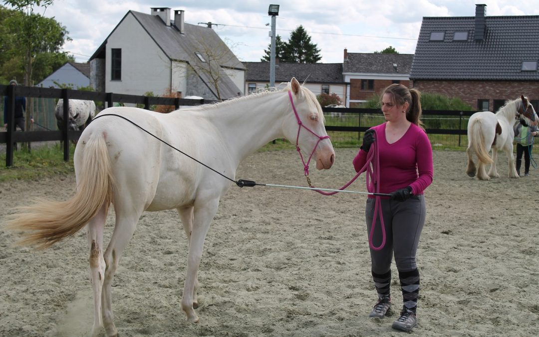 Initiation au sol « spécial poulain »