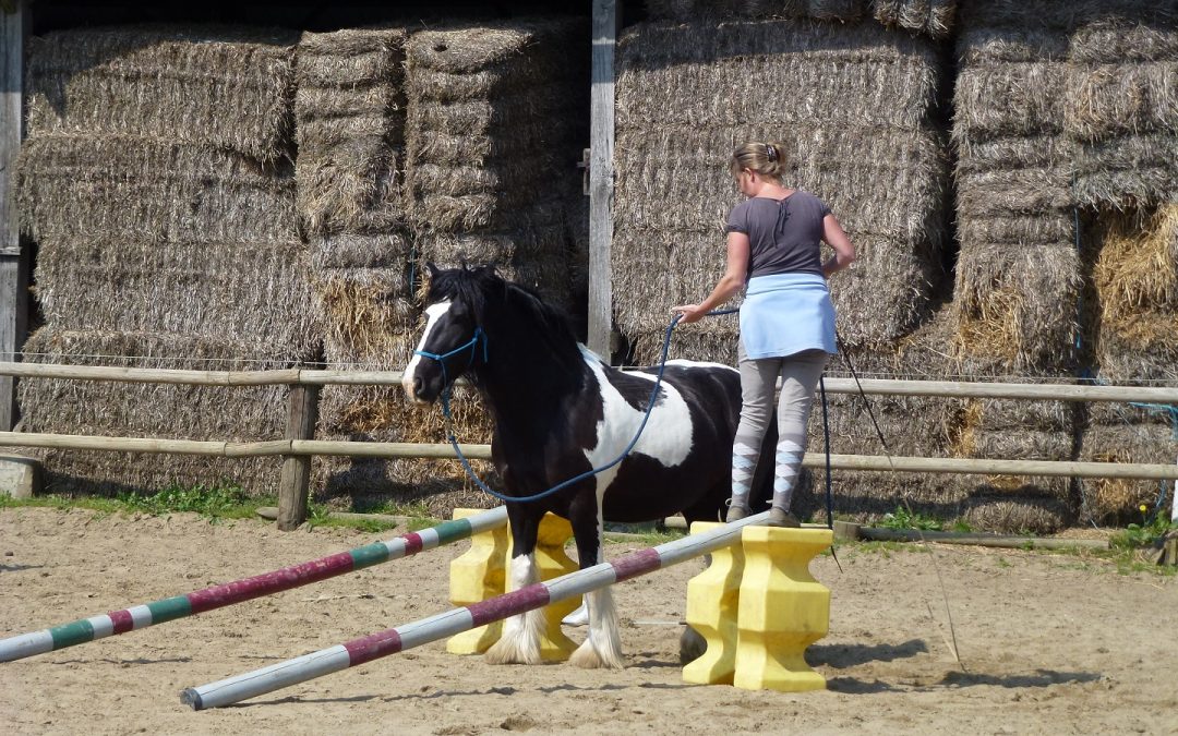 Stage équitation éthologique Pacom