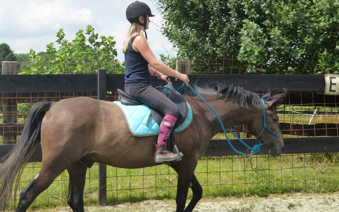 Stage débourrage au licol