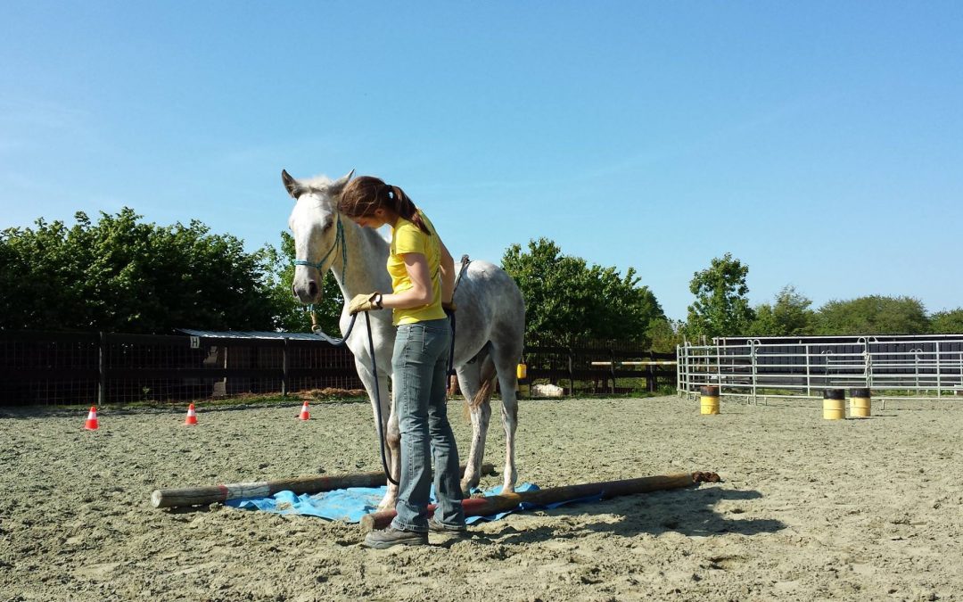 Stage spécial poulain