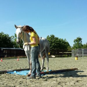 Claire manipule un jeune cheval sur une bâche