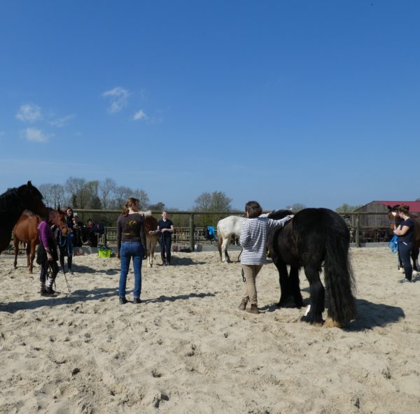 Groupe chevaux et élèves en formation à l'extérieur