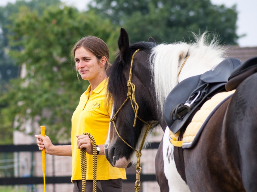 Irish Cob travail à pied