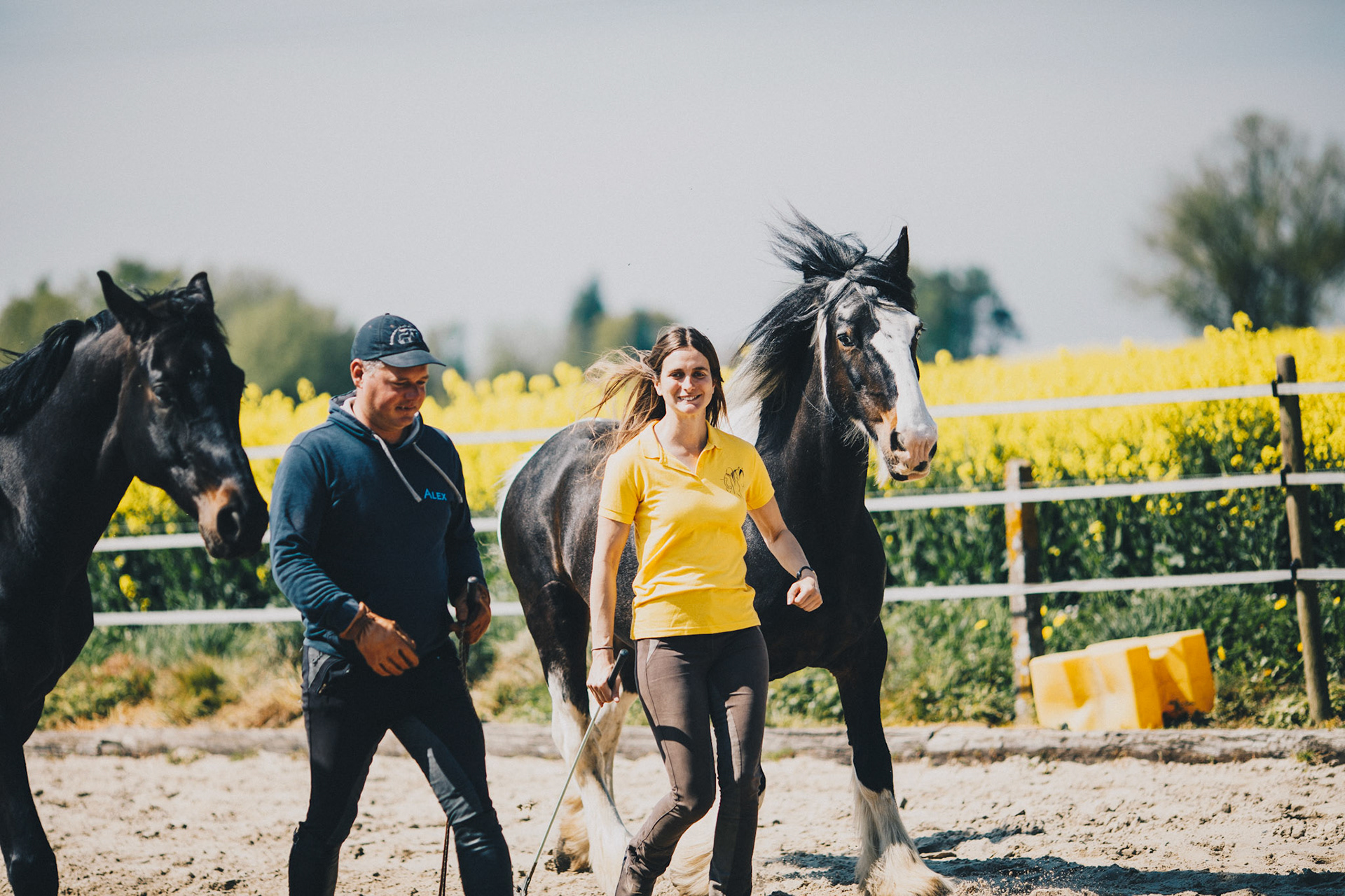 Formations en équitation éthologique à destination des progessionnels -  EquiNosce