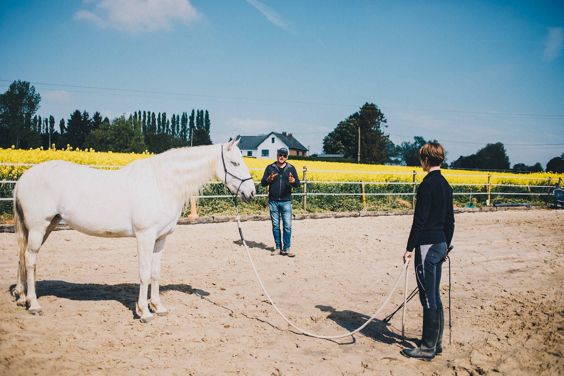 "Travail à pied de différents chevaux"