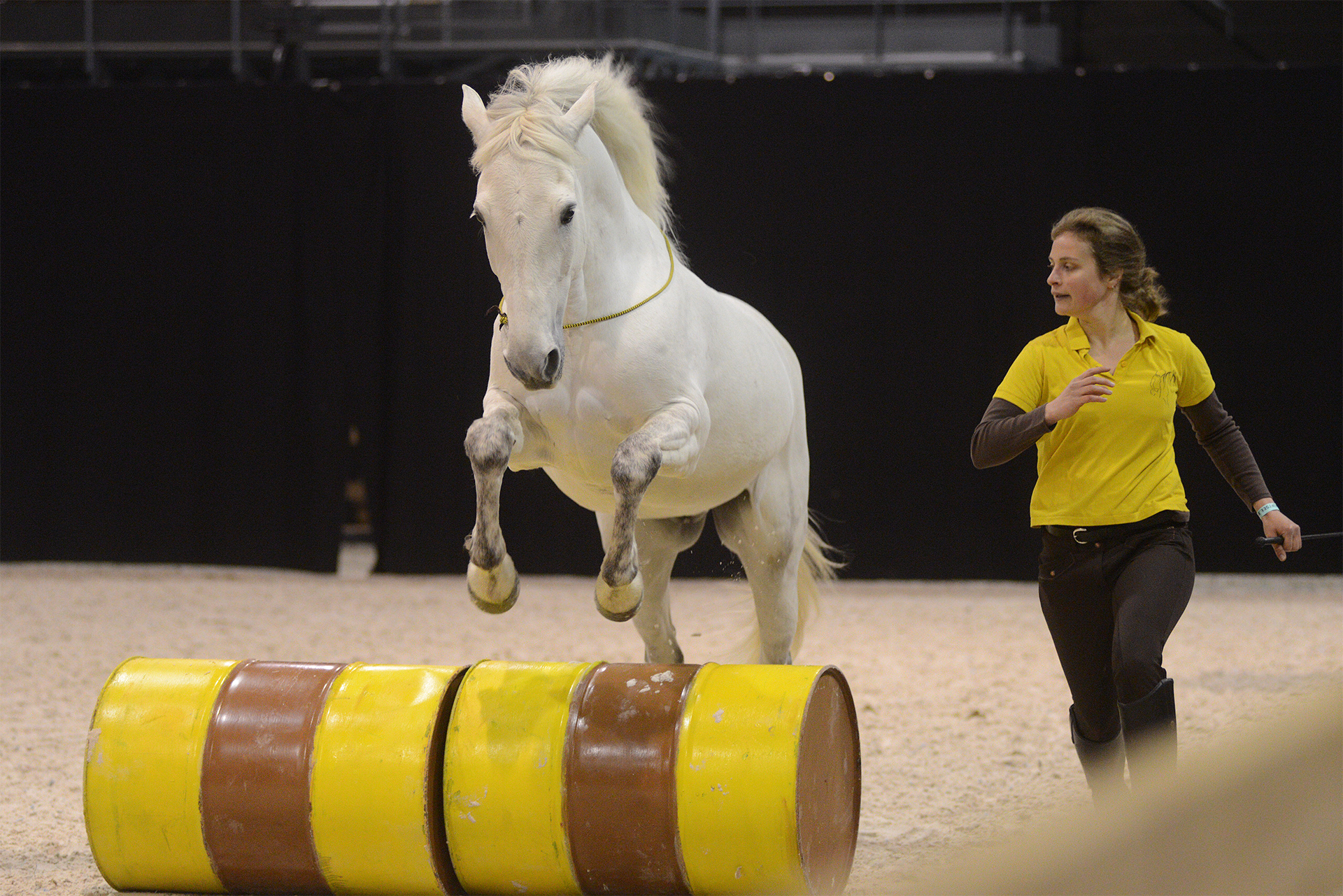 Formations équitation éthologique