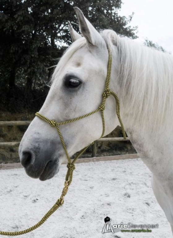 Comment bien choisir son matériel pour débuter en équitation éthologique ?  - Horse and Ropes