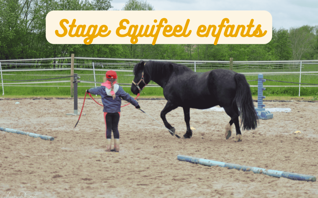 Stage Equifeel enfants