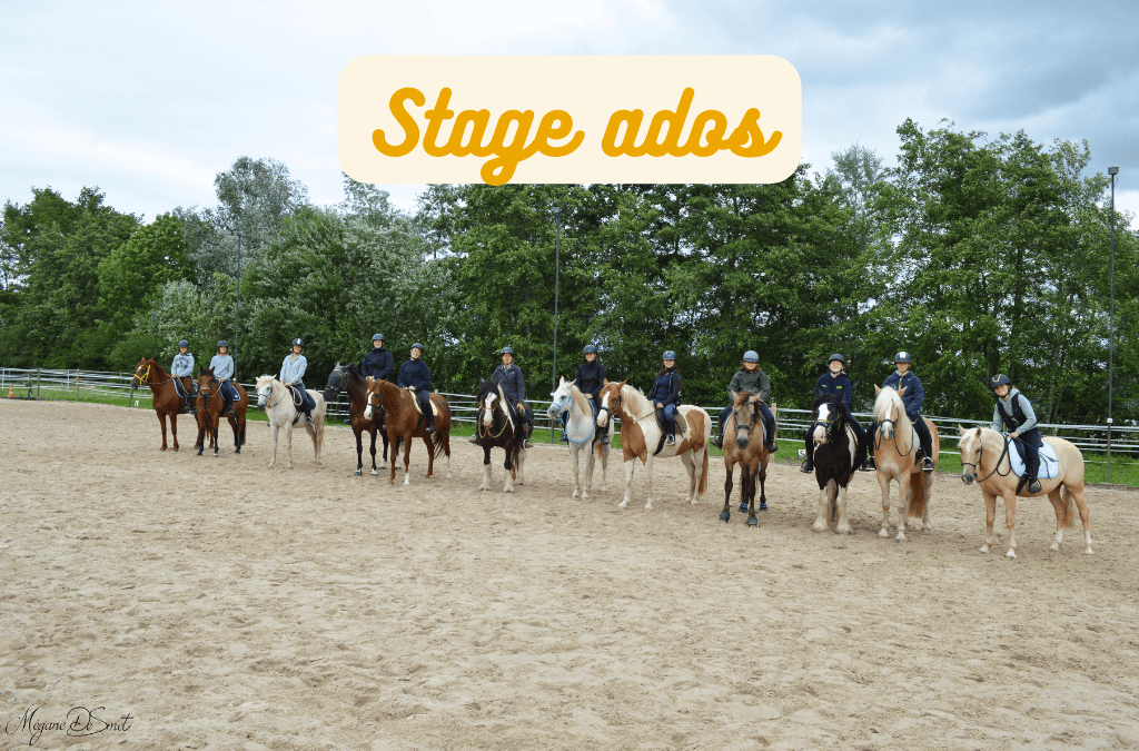 Stage « ados »: travail au sol, liberté et monté